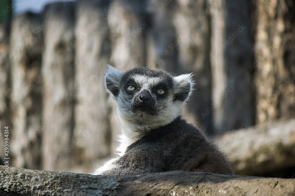 Fototapeta premium ring tailed lemur on branch of tree