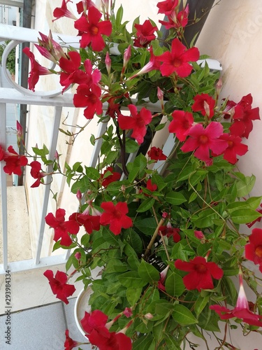 bouquet of flowers