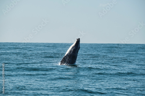 Large whale breaching over the ocean during whale migration on the east coast of Australia