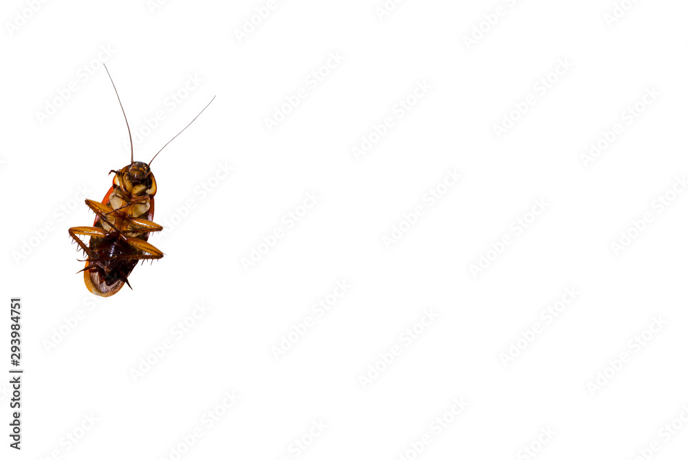 cockroach, cockroach,
