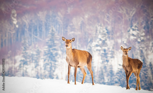 roe deer in winter snow © Melinda Nagy