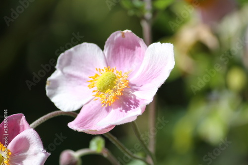 Pretty flower