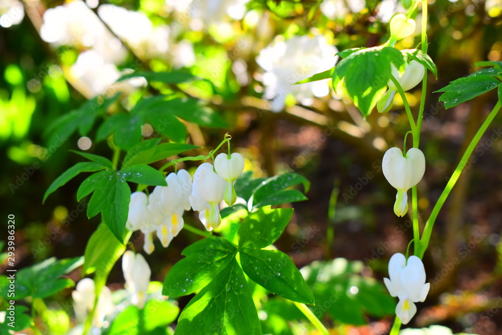 Obraz premium タイツリソウ