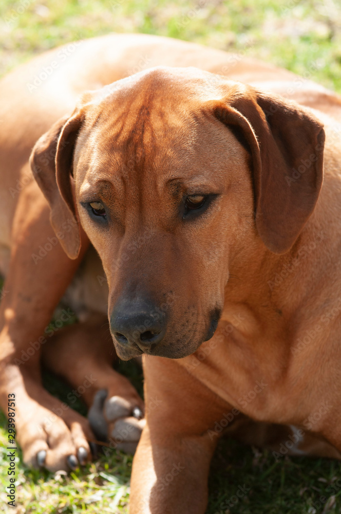 Brown Rhodesian Ridgeback dog, sitting down, facing camera, with wrinkled brow and floopy ears