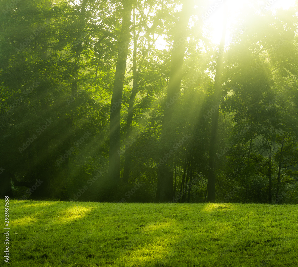 Obraz premium magic sun rays 