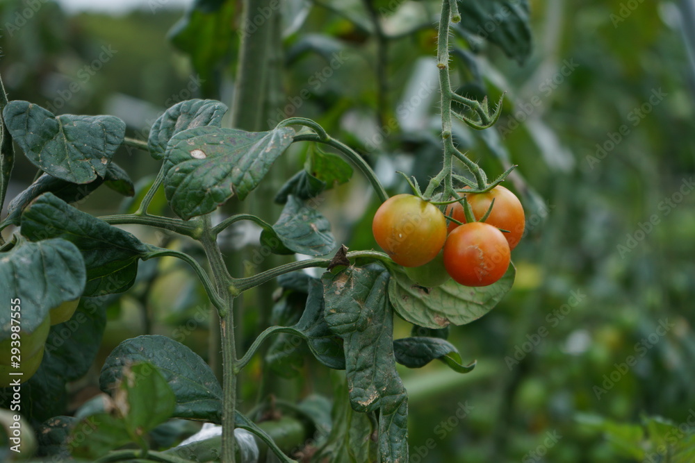 pianta di pomodori