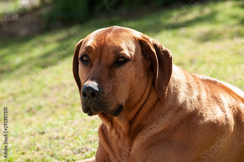 Brown Rhodesian Ridgeback dog, sitting down, and looking at camers with blurred green background.