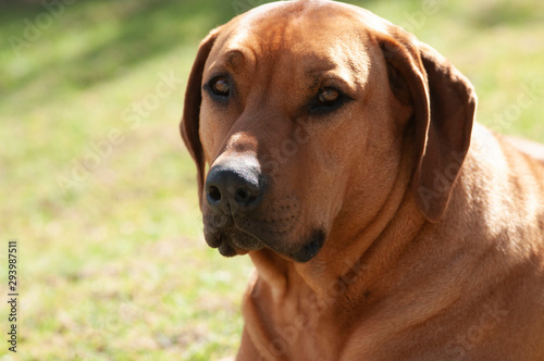 Close up of brown Rhodesian Ridgeback dog  sitting down  and looking at camers with blurred green background.
