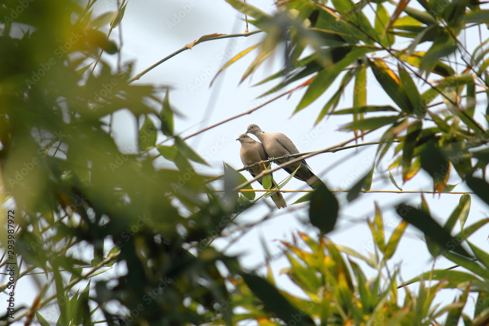 a pair of eurasian collared dove (streptopelia decaocto) love each other at chintamoni kar bird sanctuary in kolkata in west bengal in india