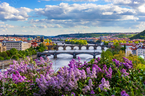 Amazing spring cityscape, Vltava river and old city center with colorful lilac blooming in Letna park, Prague, Czechia. Blooming bush of lilac against Vltava river and Charles bridge, Prague, Czechia.