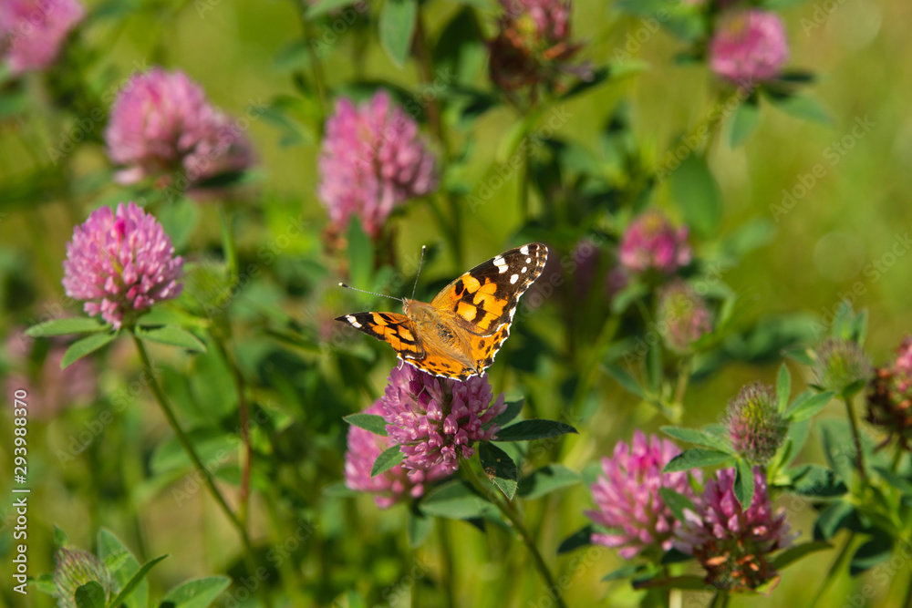 Polygonia C-album Butterfly on Pink Flower Polygonia C-album Butterfly on Pink Flower