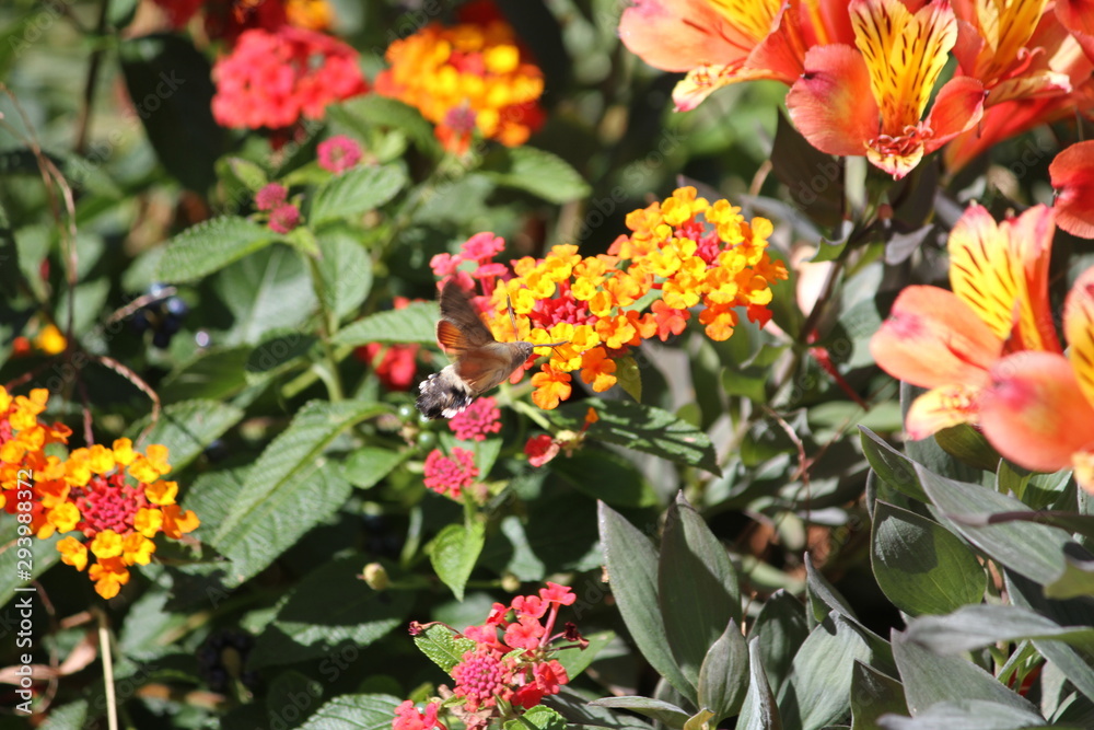 Photography of a hummingbird hawk-moth (scientific name: Macroglossum stellatarum) Photography of a hummingbird hawk-moth (scientific name: Macroglossum stellatarum)