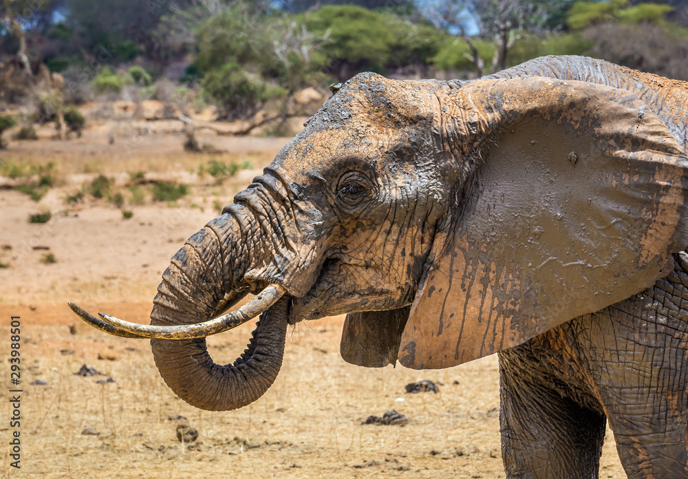Fototapeta premium African elephant in Kenya