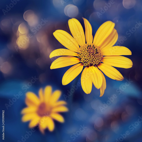 Small yellow bright summer flowers on a background of blue foliage in a fairy garden. Macro artistic image. Selective focus. Square image.