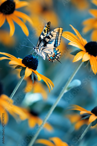 Tropikalny jasny motyl na kwiat pomarańczy w magicznym ogrodzie latem. Letni naturalny obraz artystyczny.