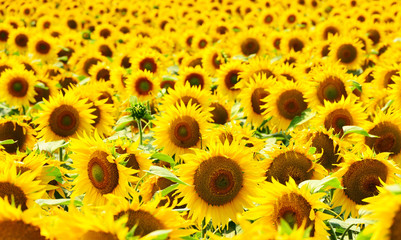 Papier peint photo Salle à manger Champ de tournesols en plein été  © predrag