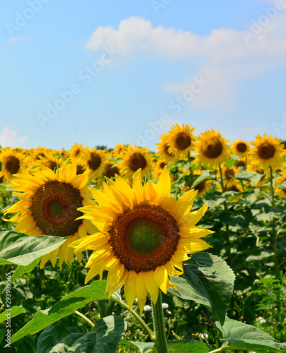 field of sunflowers and blue sky