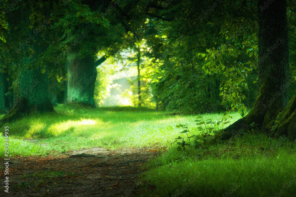 Naklejka premium magic forest