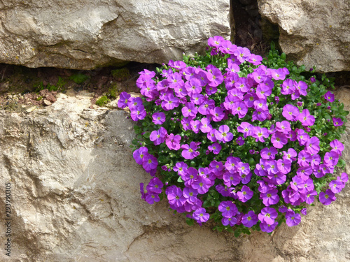 Violett blühende Polsterblumen auf hellgelber Steinmauer