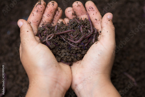 Child hands holding Fertile soil and earthworms on white background