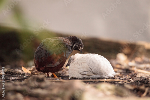 Chinese painted quail also called king quail Excalfactoria chinensis mated pair photo