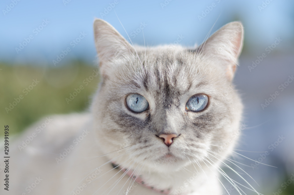 Blue eyes cat frontal portrait