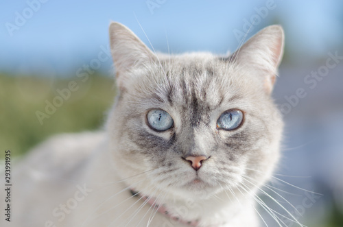 Fotografia Blue eyes cat frontal portrait