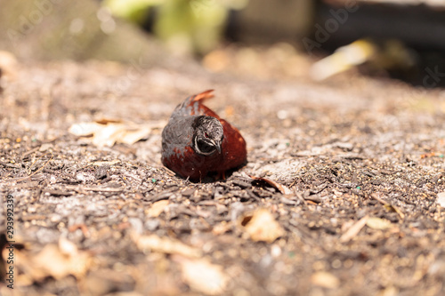 Chinese painted quail also called king quail Excalfactoria chinensis photo