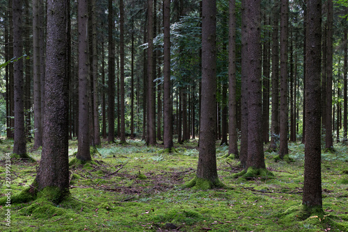 Wald mit moosbedecktem Boden