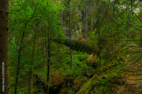 Valley Kyjov  Kyjovsk     dol    - Bohemian Switzerland National Park