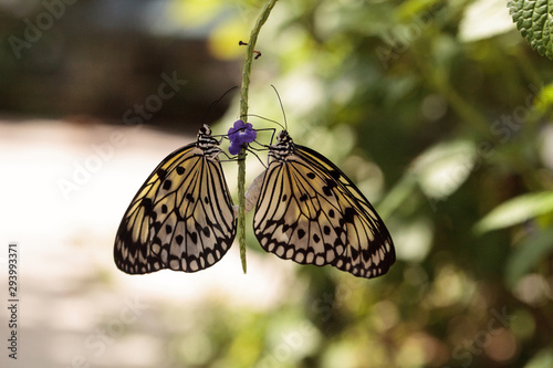 Mating dance of the Tree nymph butterfly Idea malabarica photo