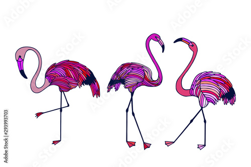 illustration of set flamingo in front of white background.  three flamingos. vector illustration eps10. hand drawing.