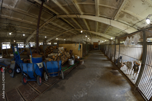 Animal shelter: hangar with row of indoor aviaries, stray dogs standing behind bars, carts and cast-iron moveable wood stove