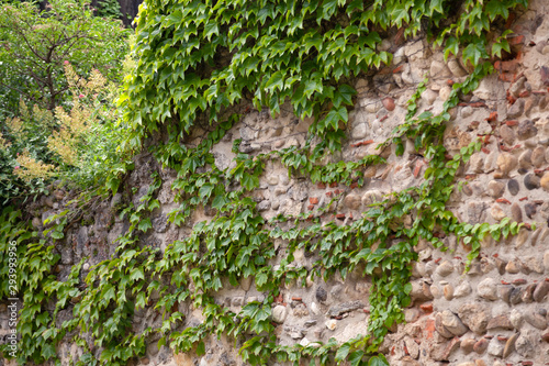Background. Ivy leaves on old vintage stone wall in springtime in european cozy town