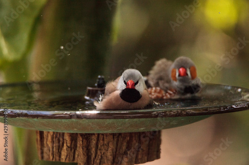 Shaft tail finch birds Poephila acuticauda  in a bird bath photo