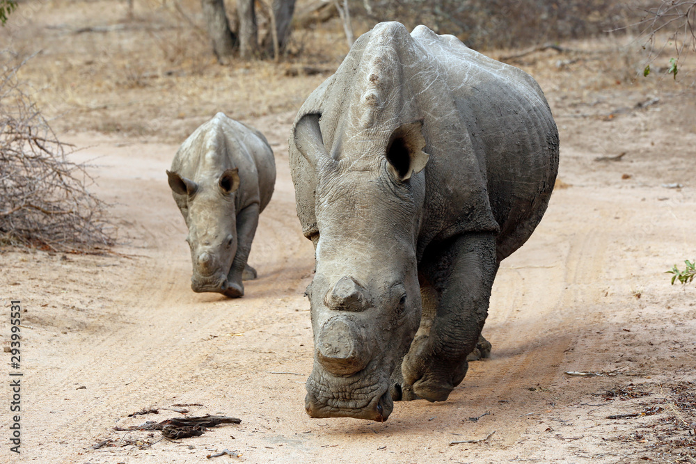 Naklejka premium White Rhino (Ceratotherium simum) with Calf, on Dirt Road. Modlito Game Reserve, Kruger Park, South Africa