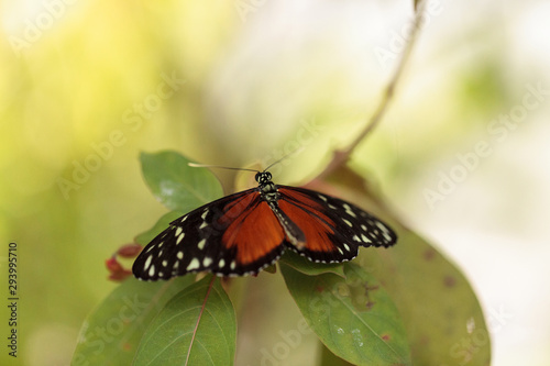 Brown speckled Tiger longwing butterfly Heliconius hecale photo