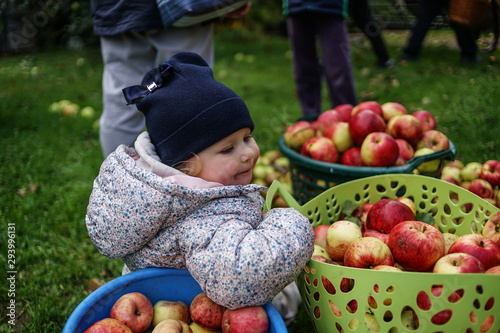 Little cute girl in blue beanie hat and bright jacket and joggers sits in garden with ground full of apples on the grass
