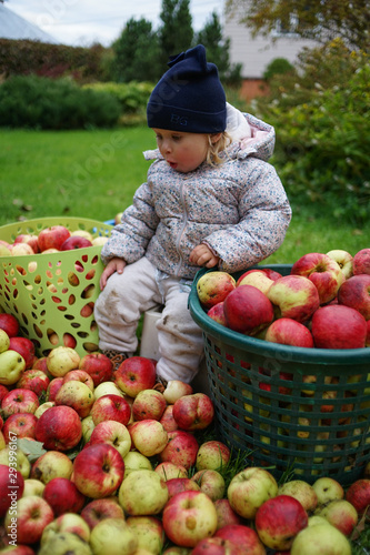Little lady sits in a autumn garden with tons of apples and green plants, looks excited and shocked during apple harvest times
