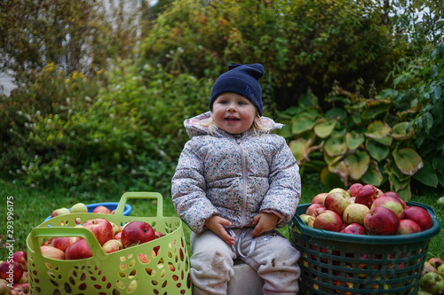 Little lady sits in a autumn garden with tons of apples and green plants, looks excited and shocked during apple harvest times