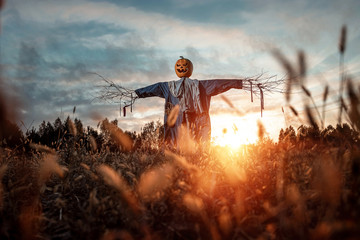 Scary scarecrow with a halloween pumpkin head in a field at sunset. Halloween background, copy space.