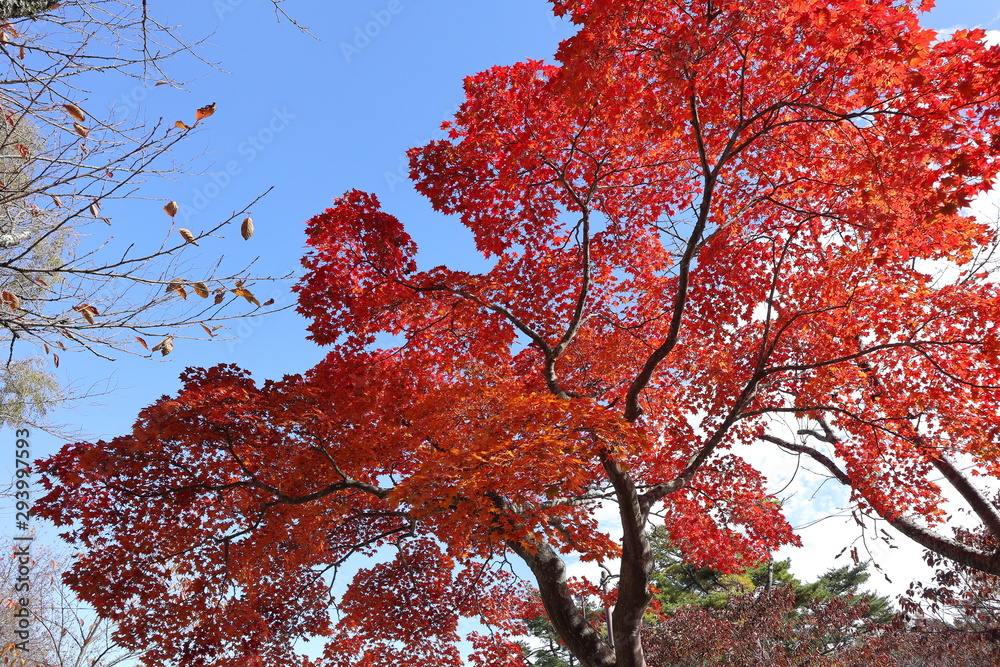 紅葉の絶景 紅葉の絶景