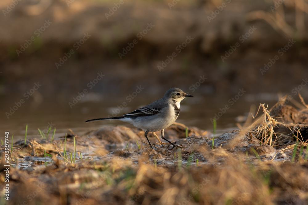 Fototapeta premium White wagtail feeding in the field 