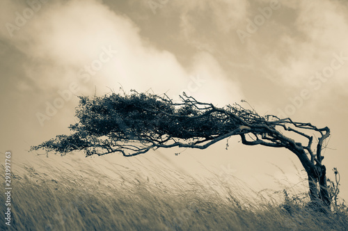 Resilient Lone Tree Bends in the Wind