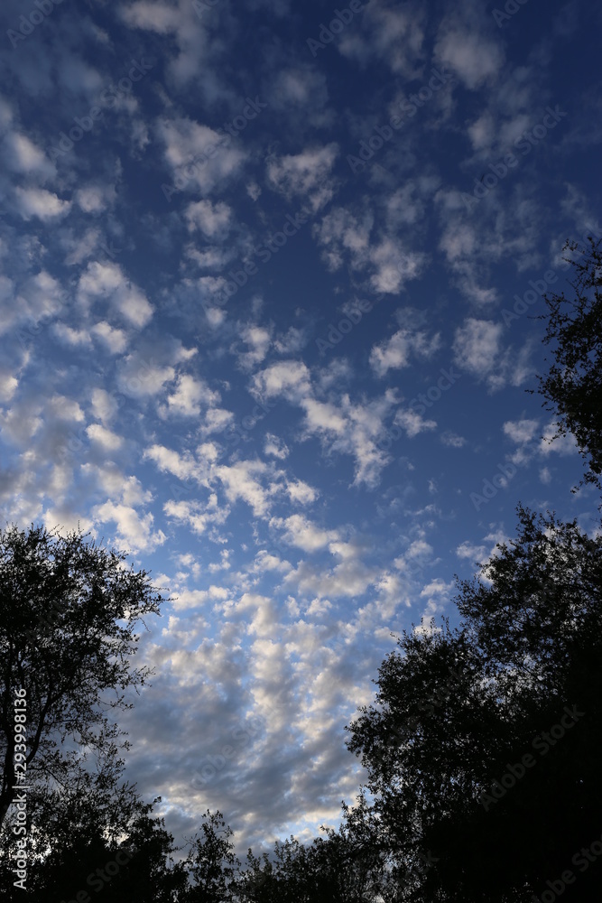 Billowy clouds with blue sky and silhouette oak trees at sunrise Billowy clouds with blue sky and silhouette oak trees at sunrise
