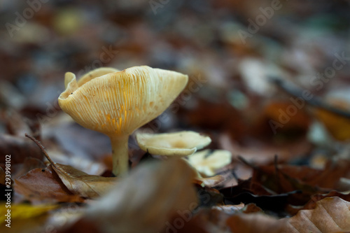 Pilz auf dem Waldboden