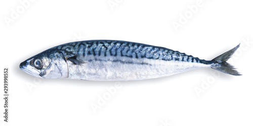 fresh mackerel in white background