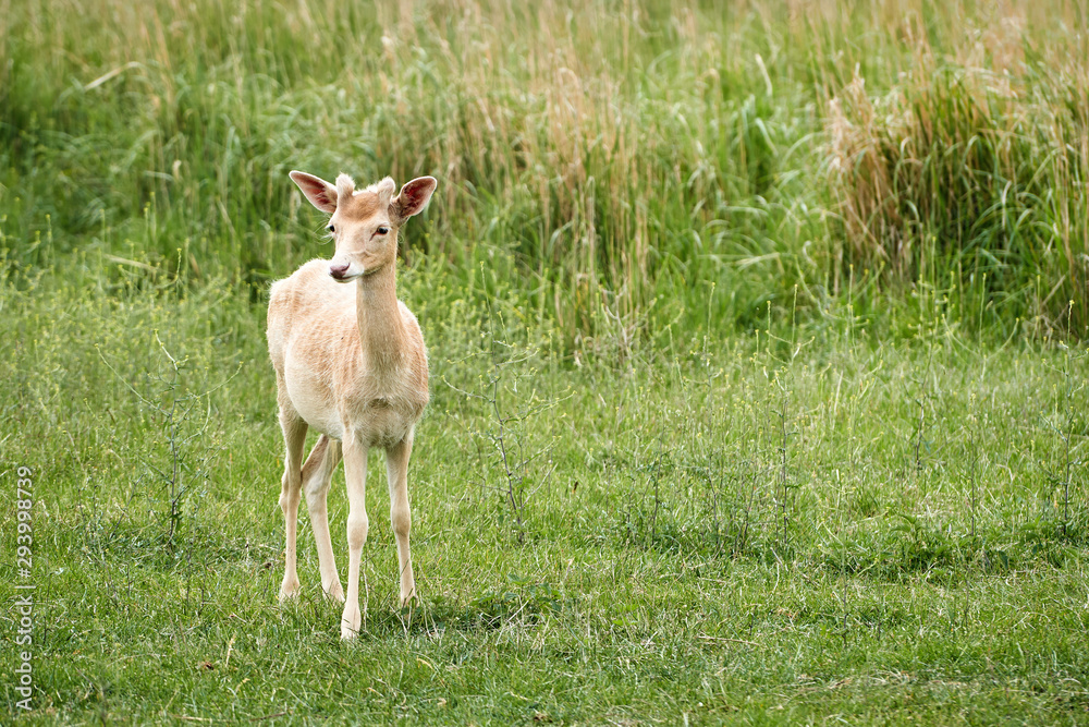 weißes Damwild (Dama dama) auf einer Wiese im Sommer weißes Damwild (Dama dama) auf einer Wiese im Sommer