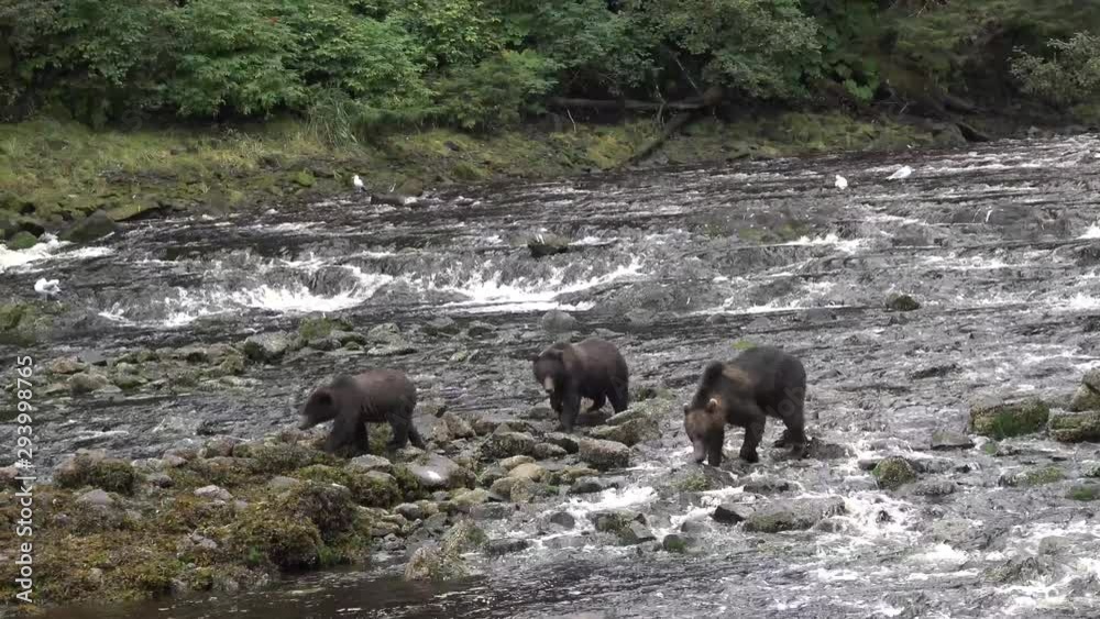 A family of bears came to catch salmon at a waterfall on a mountain river in Alaska. A family of bears came to catch salmon at a waterfall on a mountain river in Alaska.