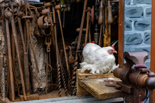 old workshop, old time tools. white chicken.